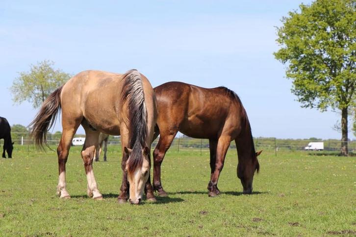 FEI prospects | D pony s | 2,5 y/o, Dieren en Toebehoren, Paarden