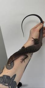 2.0 Varanus tristis tristis, Dieren en Toebehoren, Reptielen en Amfibieën, Hagedis, 0 tot 2 jaar