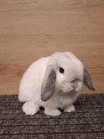 Minilop rammetje in speciale kleur, Mannelijk, Dwerg, Hangoor, 0 tot 2 jaar