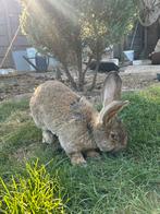 Mannelijke haas, Dieren en Toebehoren, Konijnen