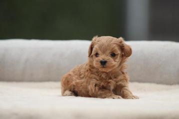 Mini Maltipoo puppies, Belgisch Fokker, Dieren en Toebehoren, Honden | Chihuahua's en Gezelschapshonden, België, Overige rassen