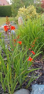 Winterharde beplanting- crocosmia ' lucifer' montbretia, Ophalen