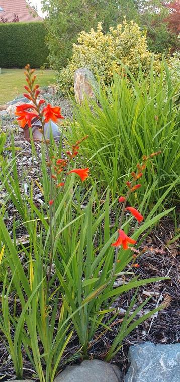 Winterharde beplanting- crocosmia ' lucifer' montbretia beschikbaar voor biedingen