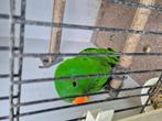 Perroquet eclectus, Dieren en Toebehoren, Vogels | Parkieten en Papegaaien, Geringd