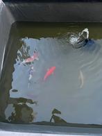 3 koi vissen te koop <5jaar oud, Dieren en Toebehoren, Vissen | Vijvervissen, Karper of Koi