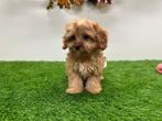 Cavapoo pups, Dieren en Toebehoren, België, 8 tot 15 weken, CDV (hondenziekte), Meerdere