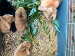 Raszuivere Nederlandse dwerghangoortjes, Dieren en Toebehoren