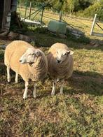 Ooi lammeren, Dieren en Toebehoren, Schapen, Geiten en Varkens, Vrouwelijk, Schaap, 0 tot 2 jaar