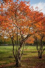 Amelanchier lamarckii – Krentenboompje met bloesem en herfst, Ophalen, Haag