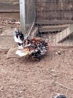 Serama haan, Dieren en Toebehoren