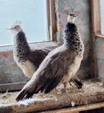 pauwen: 2 jonge blauwe pauwhennen, Dieren en Toebehoren, Vrouwelijk