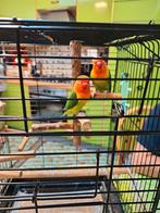 Kooi met Fisher-koppel 5 maanden, Dieren en Toebehoren, Vogels | Parkieten en Papegaaien