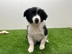 Border Collie pups, Dieren en Toebehoren, Honden | Herdershonden en Veedrijvers, Parvo, België, 8 tot 15 weken, Collie