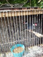 Rijstvinken padda koppel 2024 2025, Dieren en Toebehoren, Vogels | Overige Vogels