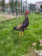 Hint shamo, Dieren en Toebehoren, Pluimvee