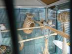zebra vinken, Meerdere dieren, Tropenvogel