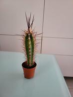 Mini cactus, Maison & Meubles, Cactus, Enlèvement