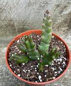 Stapelia Montana, Huis en Inrichting, Verzenden, Vetplant, Minder dan 100 cm