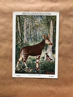 Beschermde Zoogdieren In Belgisch Congo - Reeks 3, Verzamelen, Ophalen of Verzenden, Ongelopen, Wild dier