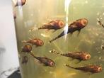 Kleine borstelneus grondkuisers, Dieren en Toebehoren, Vissen | Aquariumvissen