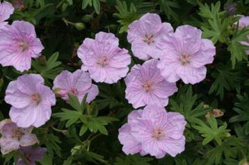 Geranium sanguineum 'Striatum', 'Max Frei' en 'Album' beschikbaar voor biedingen