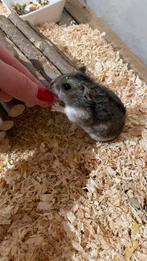 Russische dwerghamster jong mannetje, Hamster, Mâle, Domestique, Septembre