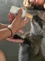 J'attrape des wallabies pour les élever au biberon, Animaux & Accessoires, Mars, Sexe inconnu, Autres types