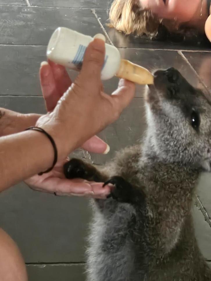 Ik breng wallaby's kangoeroe op met de fles, Dieren en Toebehoren, Knaagdieren, Geslacht onbekend, Overige typen, Maart