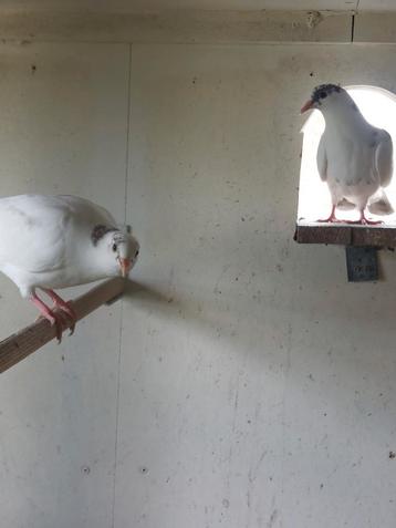 2 jonge sierduiven, Autres espèces