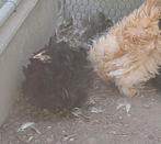 cochin kriel  Koppel 2025, Dieren en Toebehoren, Pluimvee, Meerdere dieren, Kip
