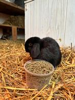 Nederlandse hangoortjes