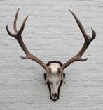 Ongelijk 10-ender EDELHERT GEWEI op houten schild (# B), Verzamelen, Dierenverzamelingen, Ophalen, Gebruikt, Hert, Gewei of Kop