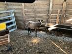 Cameroen ooi te koop €100, Dieren en Toebehoren, Schapen, Geiten en Varkens, Vrouwelijk, Schaap, 3 tot 5 jaar