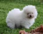 Pomeriaan pup 100% raszuiver, Dieren en Toebehoren, België, Keeshond, CDV (hondenziekte), 8 tot 15 weken