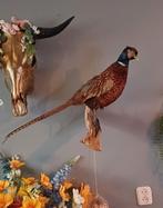 Prachtig Opgezette fazant, taxidermie,, Verzamelen, Dierenverzamelingen, Ophalen of Verzenden