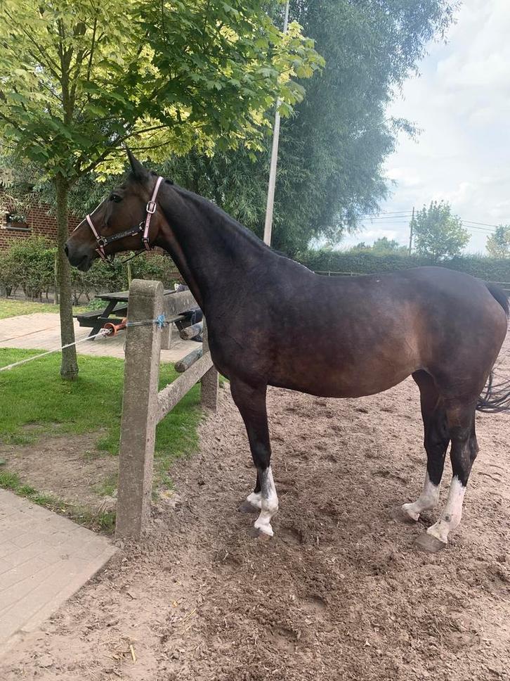 Weidemaatje, Dieren en Toebehoren, Paarden, Merrie, Zadelmak, 160 tot 165 cm, 11 jaar of ouder, Springpaard, Met stamboom, Gechipt