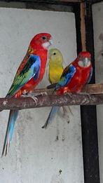 Opaline rosella’s, Mannelijk, Parkiet, Geringd