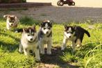Siberische Husky pups, Animaux & Accessoires, Parvovirose, Plusieurs, Chien de traîneau, Belgique