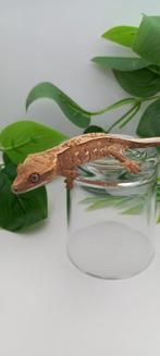 1.0 Tricolor Emptyback wimpergekko man, Lézard, Domestique, 0 à 2 ans