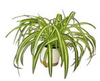 Planten, Tuin en Terras, Planten | Tuinplanten, Ophalen, Vaste plant, Siergrassen, Volle zon