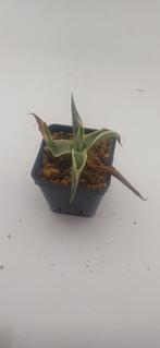 agave salmiana, Huis en Inrichting, Vetplant, Ophalen of Verzenden, Minder dan 100 cm, Volle zon