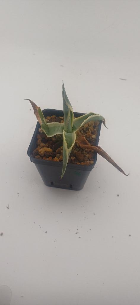 agave salmiana, Huis en Inrichting, Kamerplanten, Vetplant, Minder dan 100 cm, Groene kamerplant, Volle zon, Ophalen of Verzenden