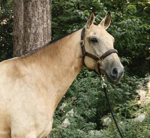 Valkkleurige Lusitano merrie, Dieren en Toebehoren, Paarden, Merrie, M, 165 tot 170 cm, 7 tot 10 jaar, Dressuurpaard, Met stamboom