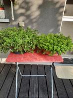 Vetplanten te koop, Tuin en Terras, Ophalen, Zo goed als nieuw