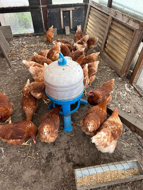 Jonge bruine legkippen te koop, Dieren en Toebehoren, Pluimvee, Kip
