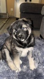 Puppy’s te koop half husky, Dieren en Toebehoren, België, Parvo, Particulier, 8 tot 15 weken