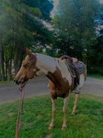 Te Koop: Paint Horse merrie Sonny (12 jaar), Dieren en Toebehoren, Merrie, Minder dan 160 cm, Westernpaard, 11 jaar of ouder
