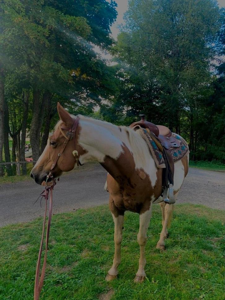 Te Koop: Paint Horse merrie Sonny (12 jaar), Dieren en Toebehoren, Paarden, Merrie, Minder dan 160 cm, 11 jaar of ouder, Westernpaard