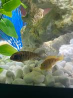 Mbuna duo gratis, Vis, Zoetwatervis, Schoolvis