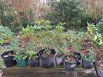 Plantes - rhododendrons, crocosmies, etc., Jardin & Terrasse, Plantes | Jardin, Enlèvement